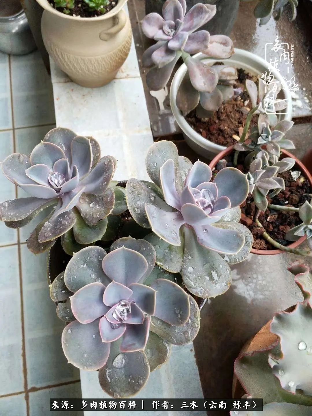 结缘多肉，阳台这一亩三分地就是我的世外桃源