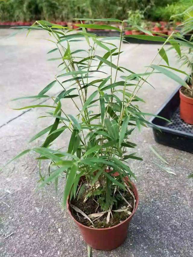 把竹子种在院子里行吗,什么样的花盆栽竹子好看