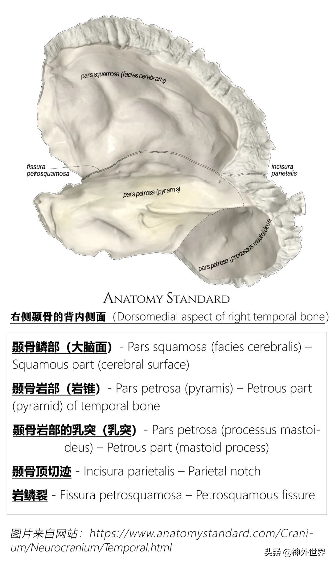 颞骨解剖,颞肌解剖讲解