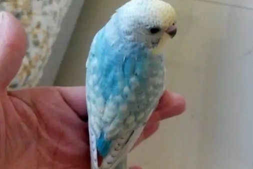 虎皮鹦鹉一共几种颜色,虎皮鹦鹉哪个品种最聪明