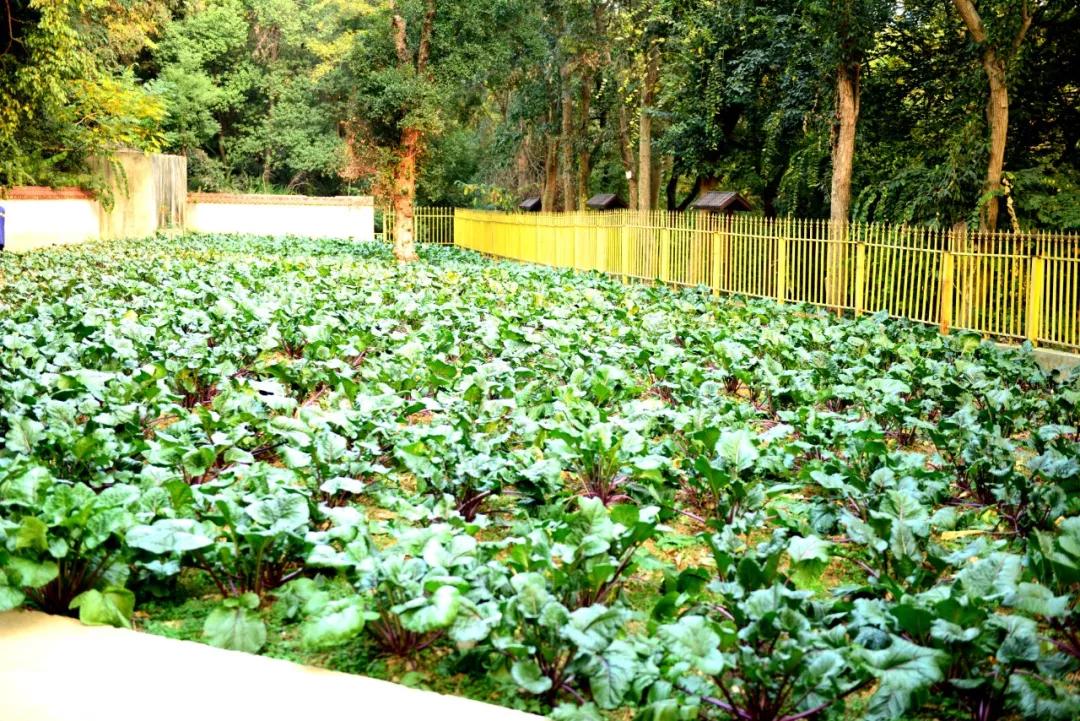 中国清真菜十大名菜,中国顶级美食招牌菜