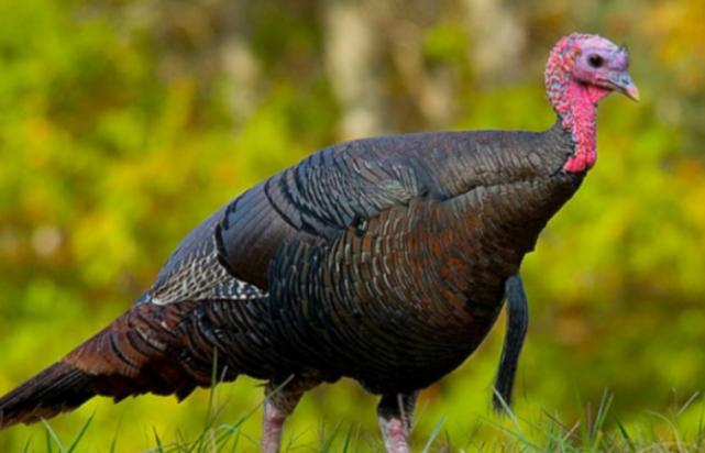 美国麻省火鸡泛滥成灾,美国火鸡成灾的视频