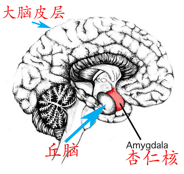 为什么人们会得恐鸡症,怕鸡恐惧症怎么治