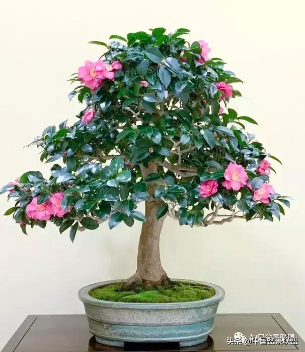 日本盆景巨匠木村正彦作品全程 (木村正彦盆景作品)