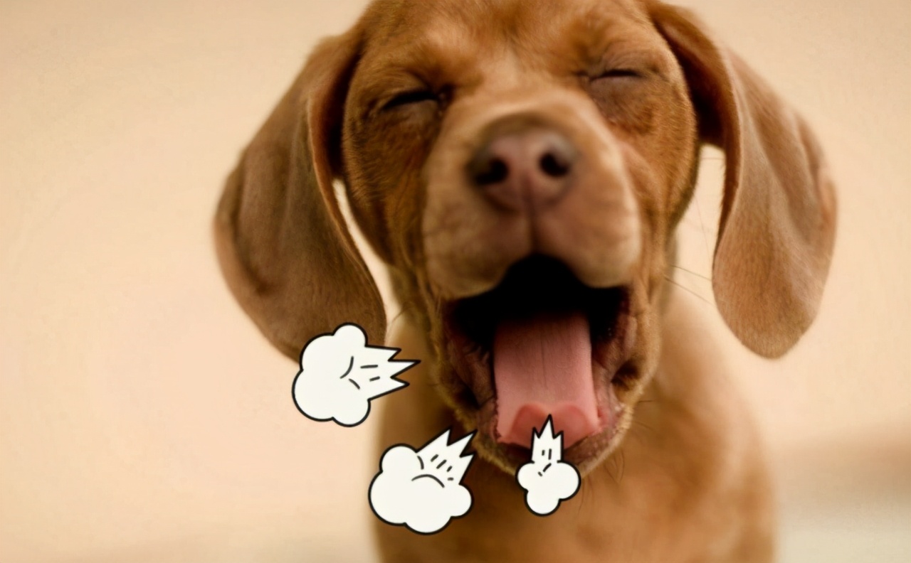 狗子的牙齿为什么那么臭,狗子嘴巴臭吃什么好