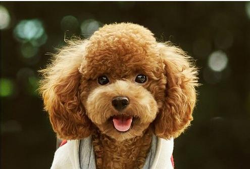 泰迪和比熊犬哪个更好养,泰迪犬和比熊犬哪个好养