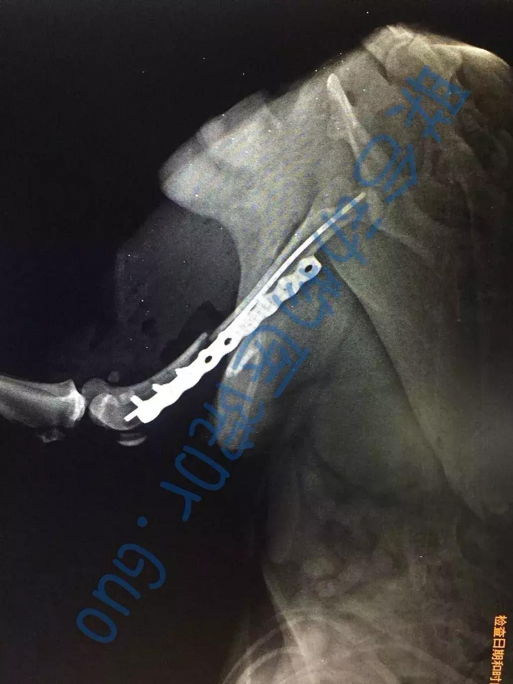 猫咪狗狗骨折了怎么办？扒一扒宠物“骨子里”的那些事