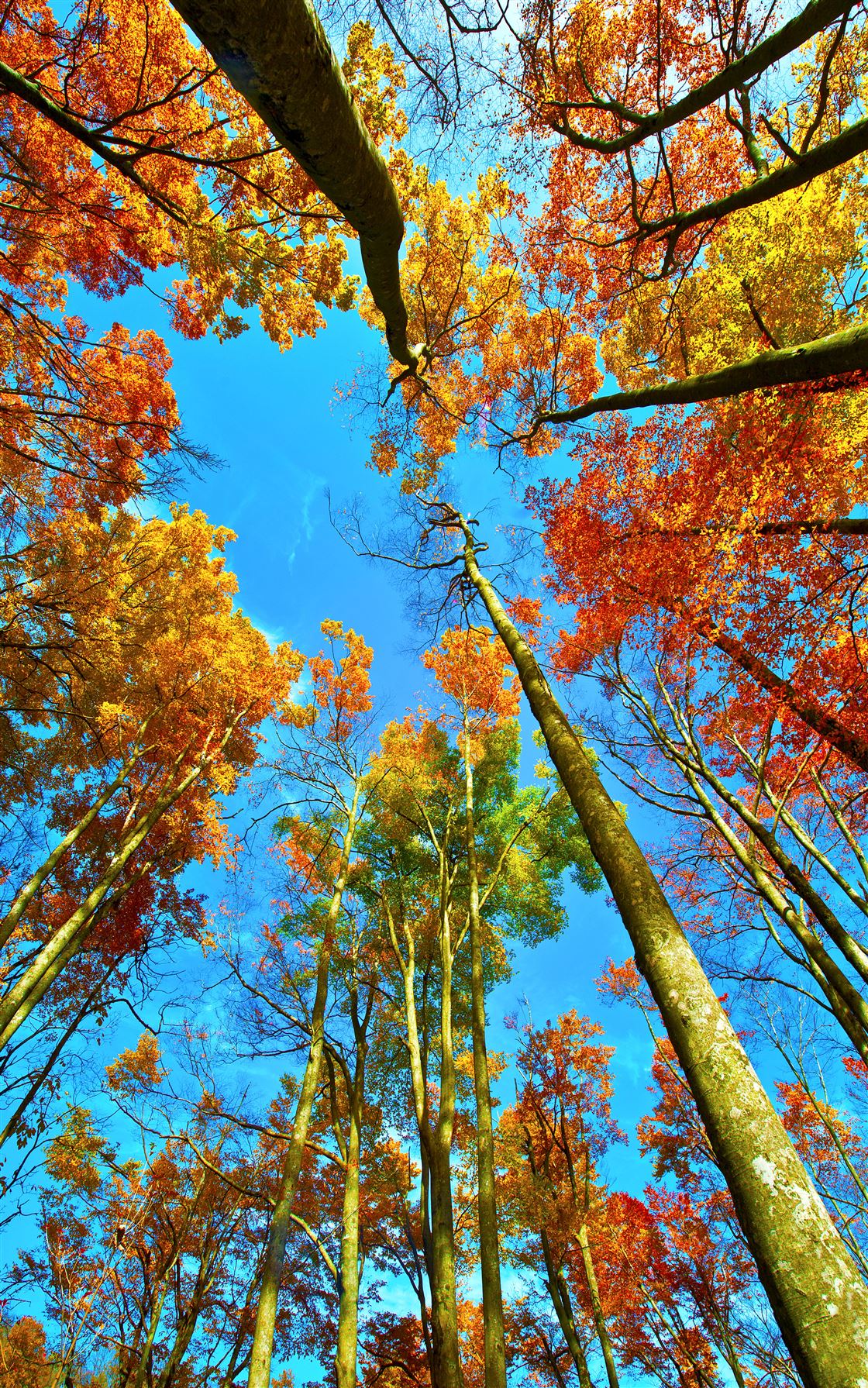 陕西5天红叶之旅,陕川交界的景区