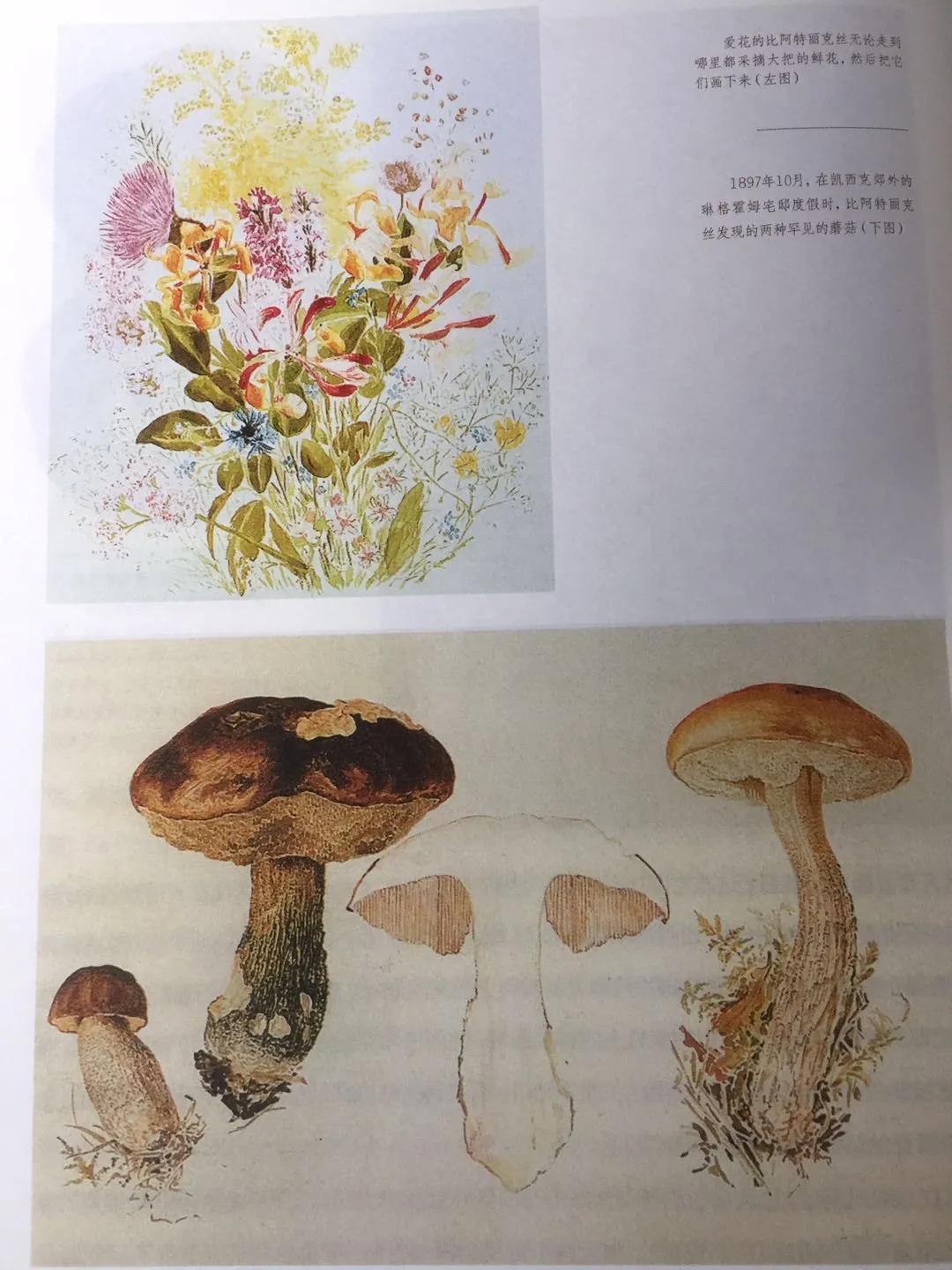 《永远的波特——彼得兔的妈妈》:揭晓彼得兔经久不衰的魅力所在