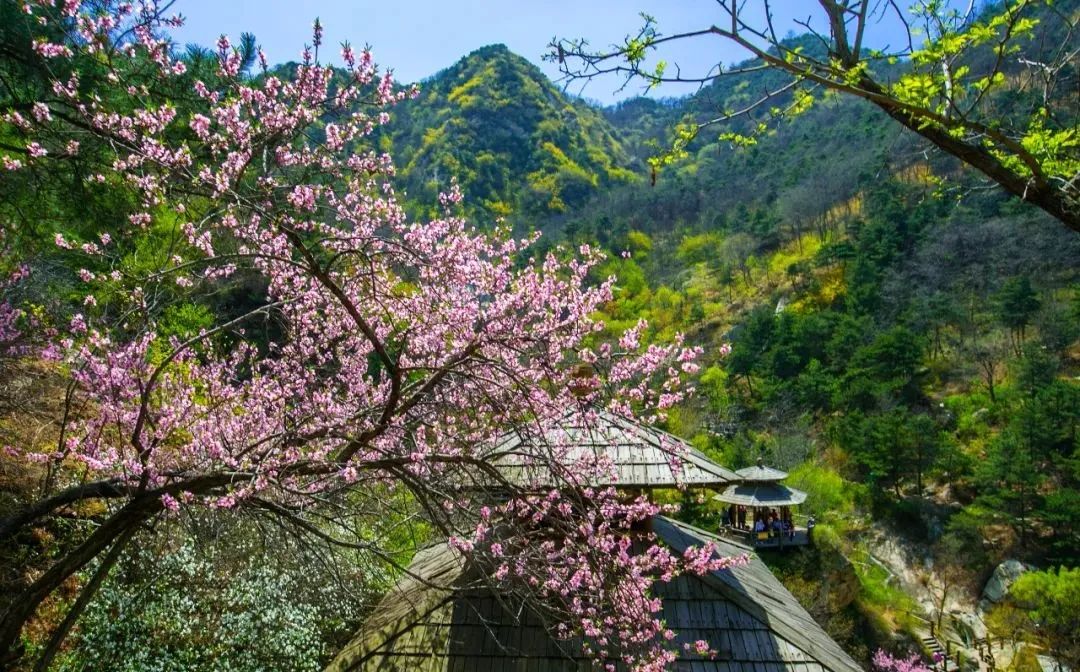 济南3月免费赏花攻略,花都开了济南周边赏花攻略收好