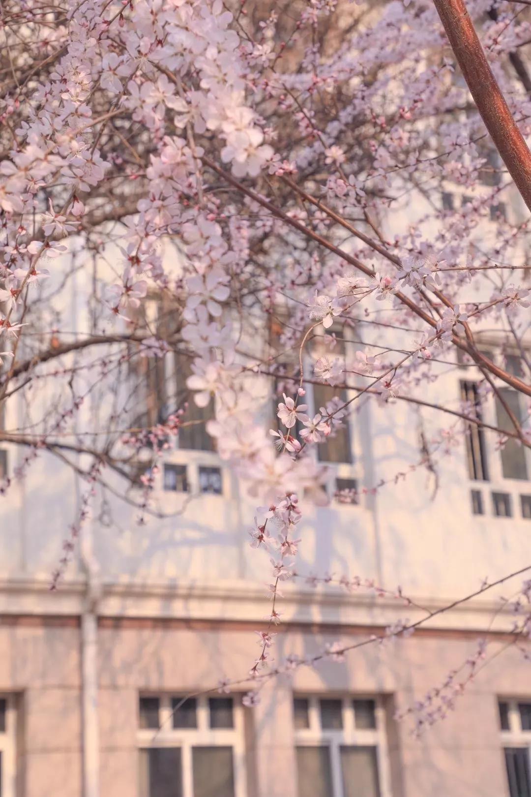 九大美院校园风景,中国九大美院校园风采