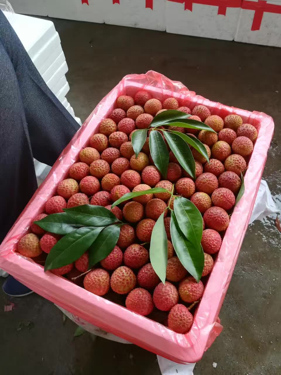 高州市根子镇荔枝出售,高州根子哪里荔枝好吃