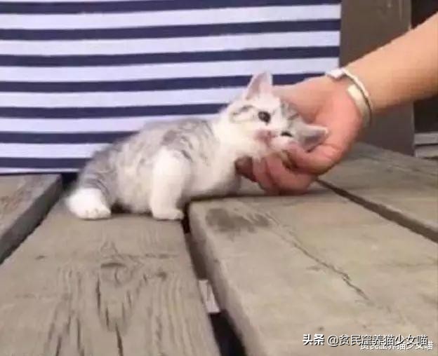 强撸的猫不甜,这些撸猫手法让猫咪乖乖投降,收藏备查