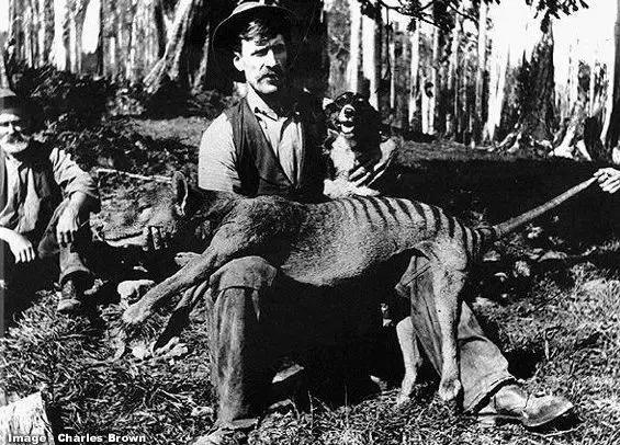 灭绝物种什么罪,灭绝动物的报应