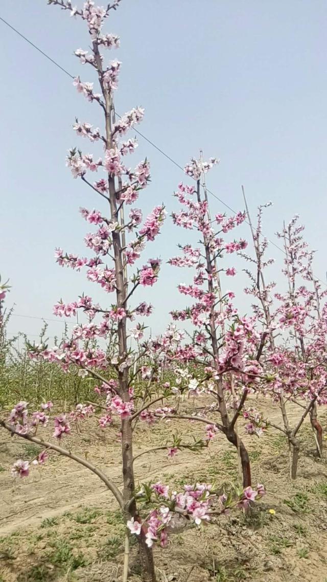 桃树习性及栽培技术的详细介绍,桃树是怎么培育新品种的