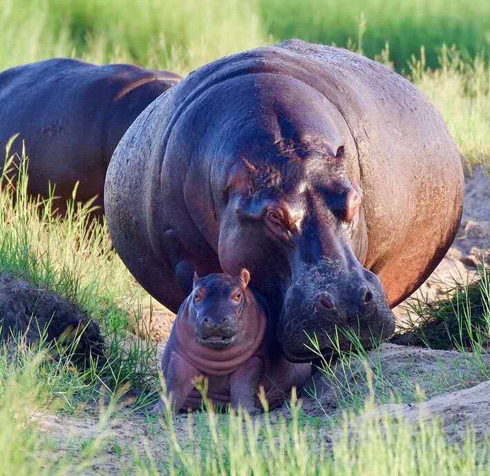 河马的最大天敌,河马为什么是陆地最危险的动物