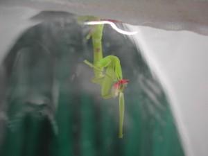 辟谣螳螂吃瘊子,螳螂为什么吃掉配偶真相是什么