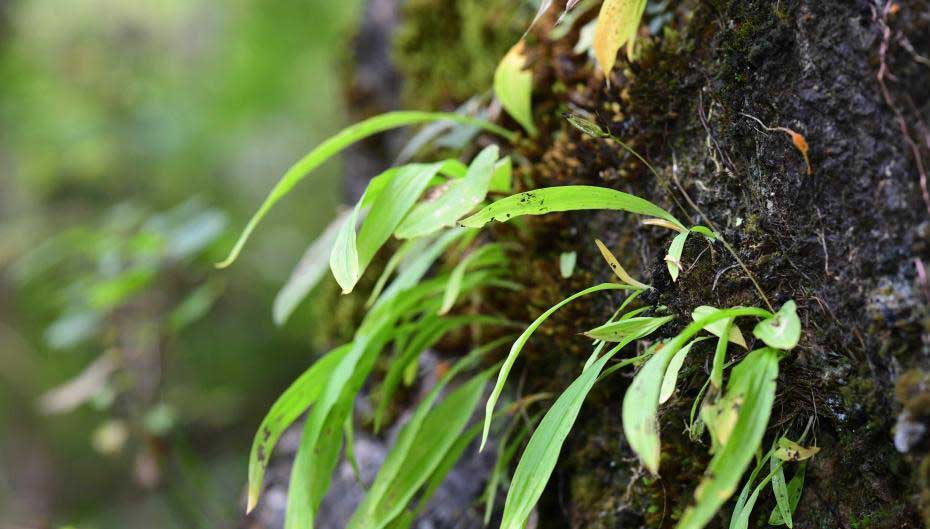 白芷与白芨中药区别是什么,白芨和白芷区别及图片