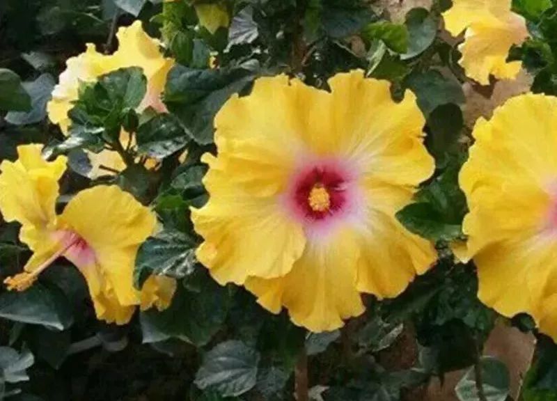 最受欢迎的3种花,这3种花真的很难养