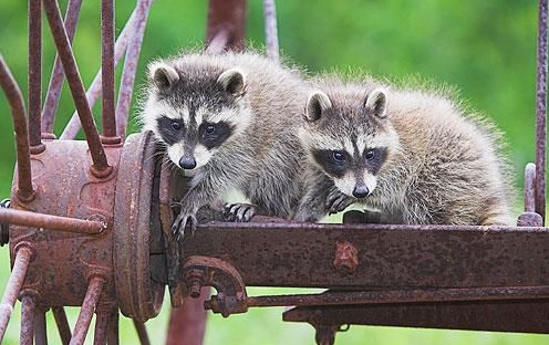 养一只浣熊要注意什么,家里养一只浣熊是什么体验