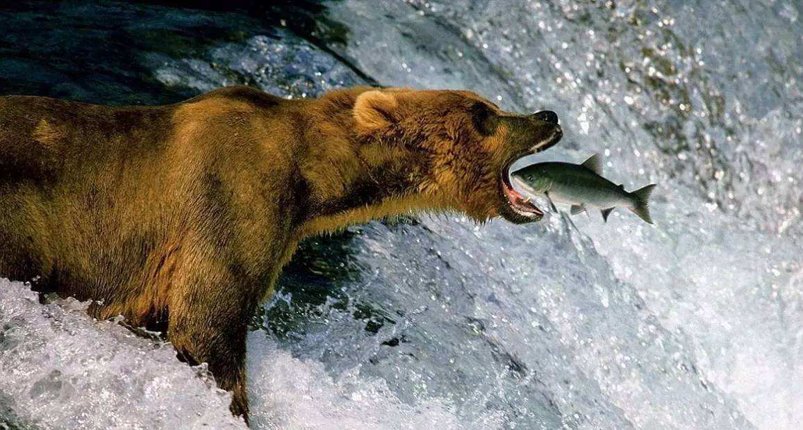 看到熊瞎子为什么要装死,对付熊瞎子的最好办法