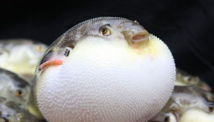 十种可怕的生物,3种可怕的动物