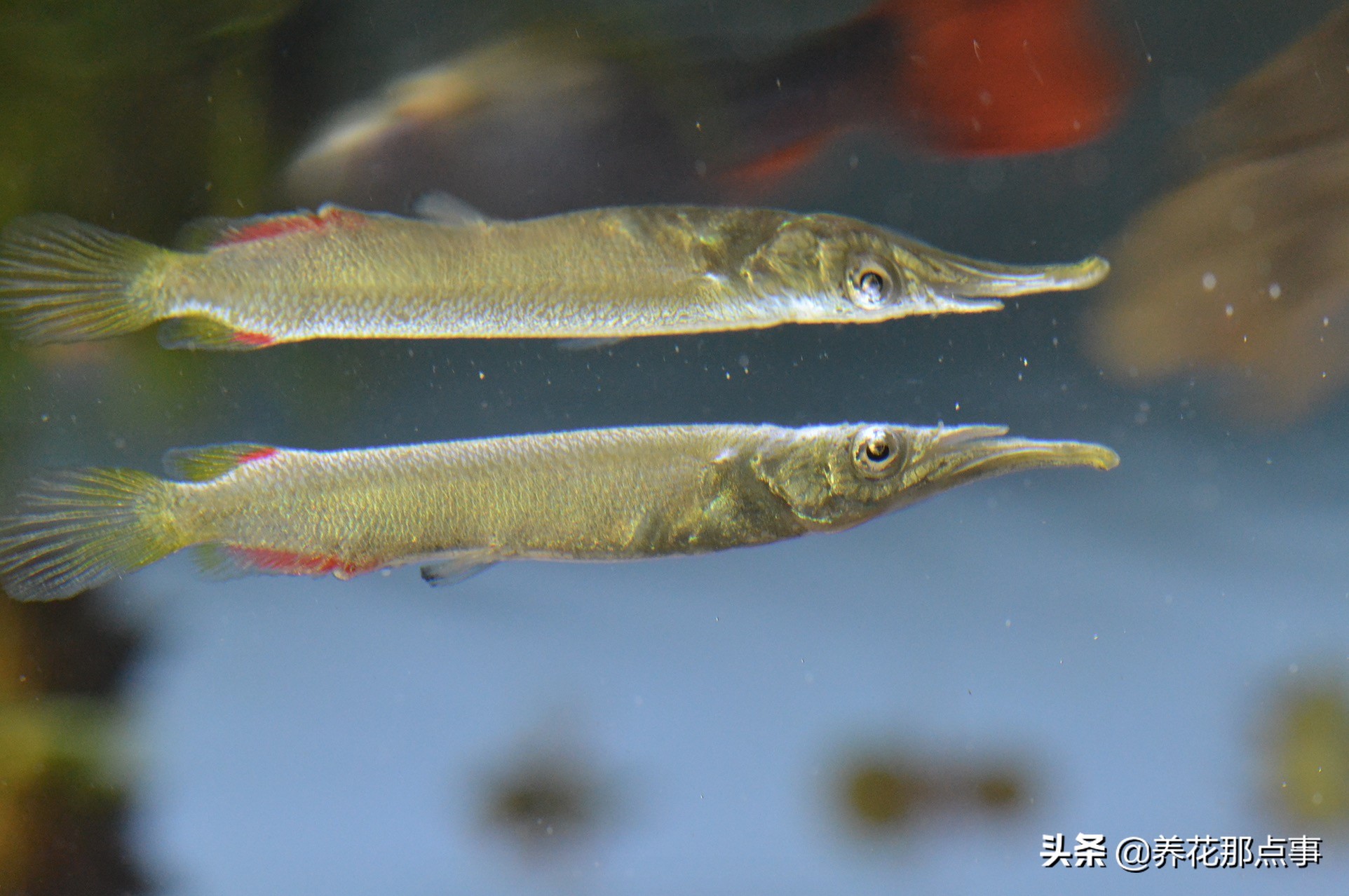 新手养小型热带鱼推荐,热带鱼生态鱼缸养殖必备条件