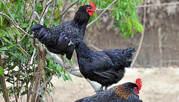 鸡拉稀白色粪便是什么原因,鸡一直拉稀偏方