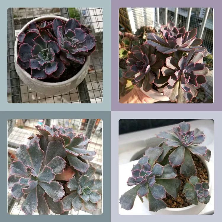 适合从小养到大的多肉,由小到大由浅入深