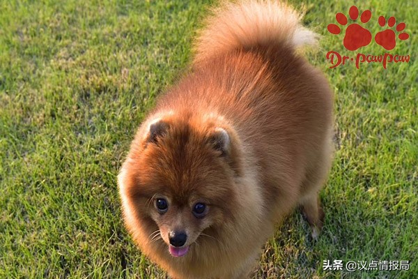 普安特:狗狗身体有臭味的原因一定要看