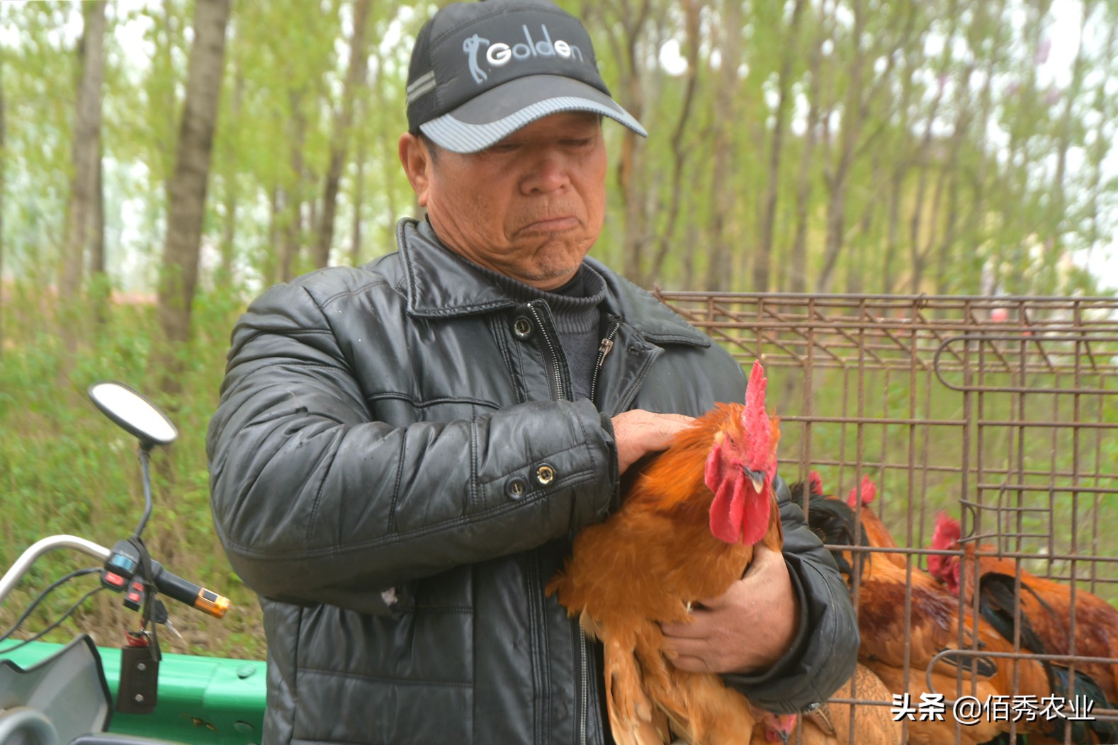 农村大叔养鸡150元一斤,农村老大爷卖土鸡