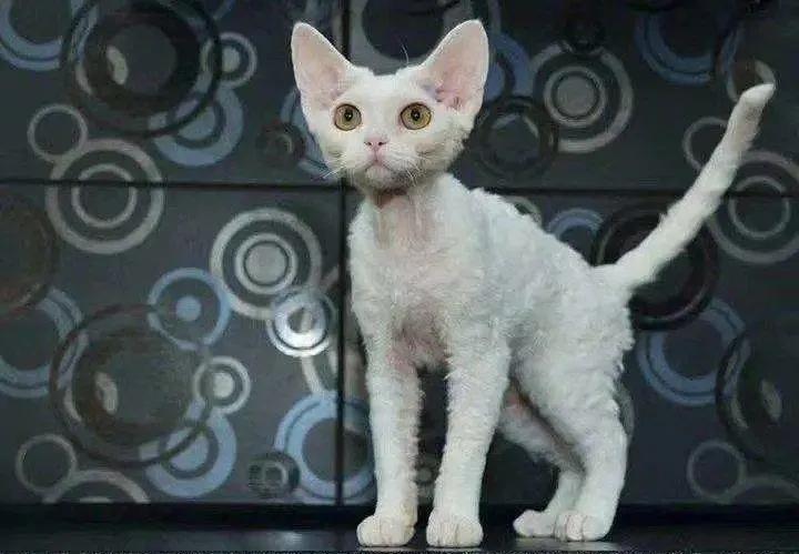 猫咪掉毛很烦恼给猫梳毛,哪些品种的猫咪不易掉毛又好看