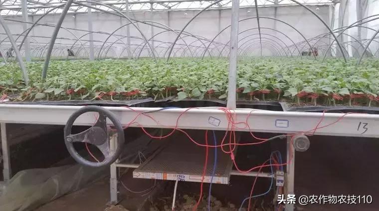 石墨烯远红外电地暖生产,石墨烯电加热取暖