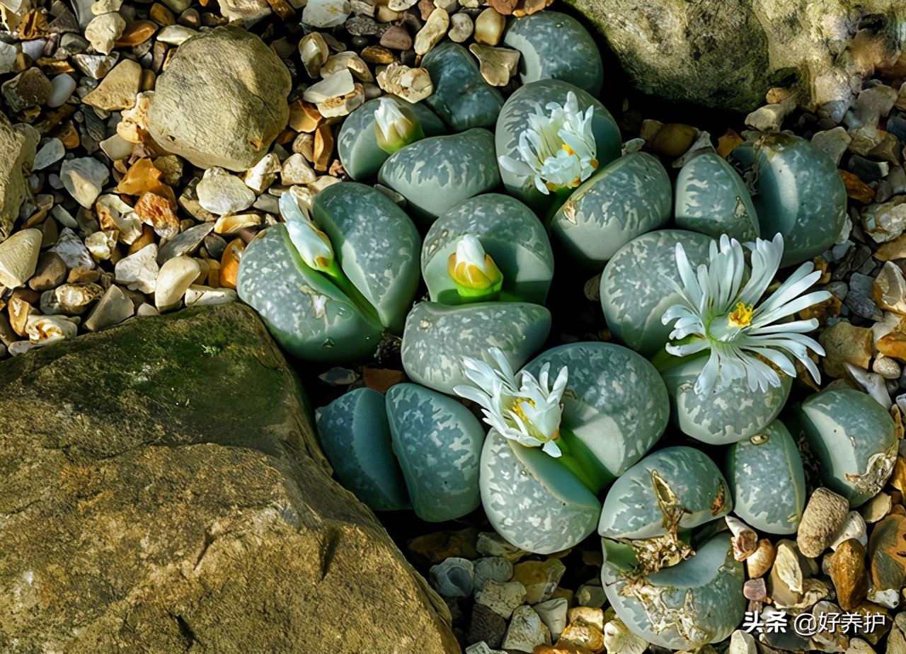 多肉植物往高长怎么处理,多肉徒长怎么办