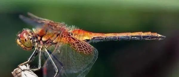 寿命最短的动物蜉蝣,动物寿命最短的是哪种