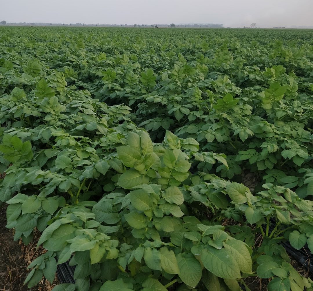 马铃薯有蚜虫怎么办,马铃薯种植过程中出现的问题