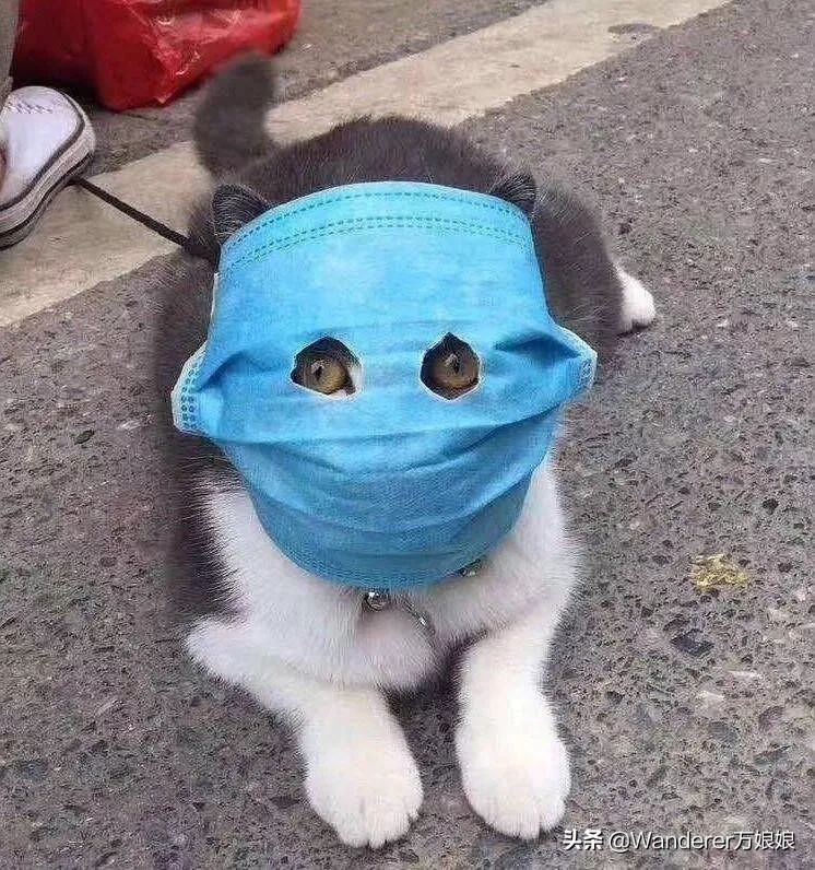 多亏这些宝藏网友，让我笑到免疫力增强