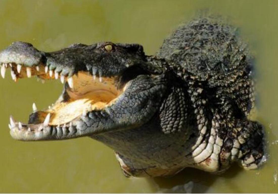 鳄类养殖之防治篇，应对卵黄囊疾病，不得不知的这些知识