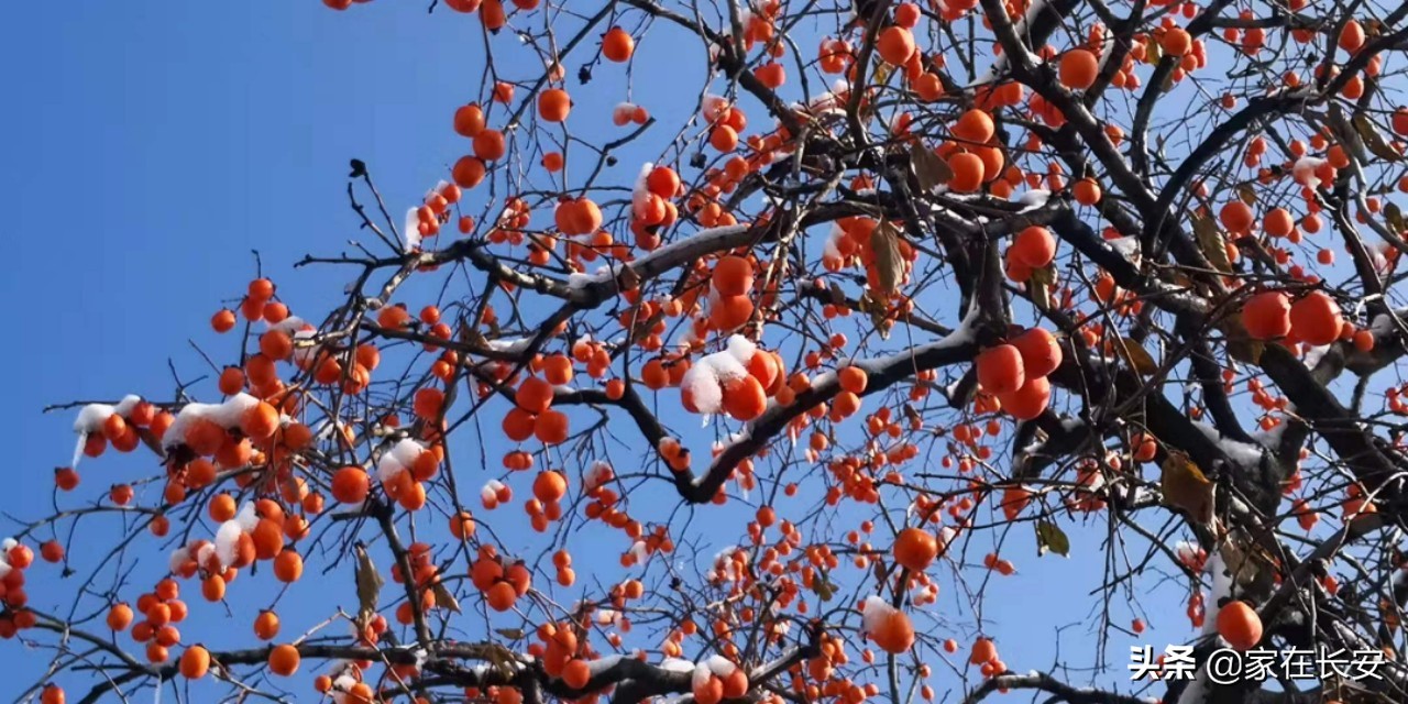 白雪柿子,秦岭草甸高山野菊花