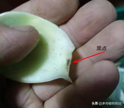 多肉的根腐黑怎么处理,多肉腐黑了要拔根吗