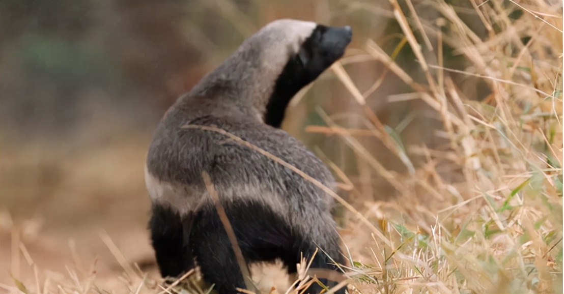 蜜獾吞食毒蛇视频,克星蜜獾专门咬很凶猛的毒蛇