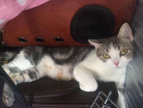 带猫咪长途自驾游回家准备什么,带猫咪回老家开车要准备什么