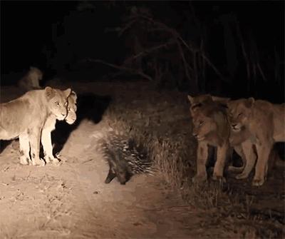 豪猪刺有多厉害?一扎进去难去除,狗狗经常扎成筛子