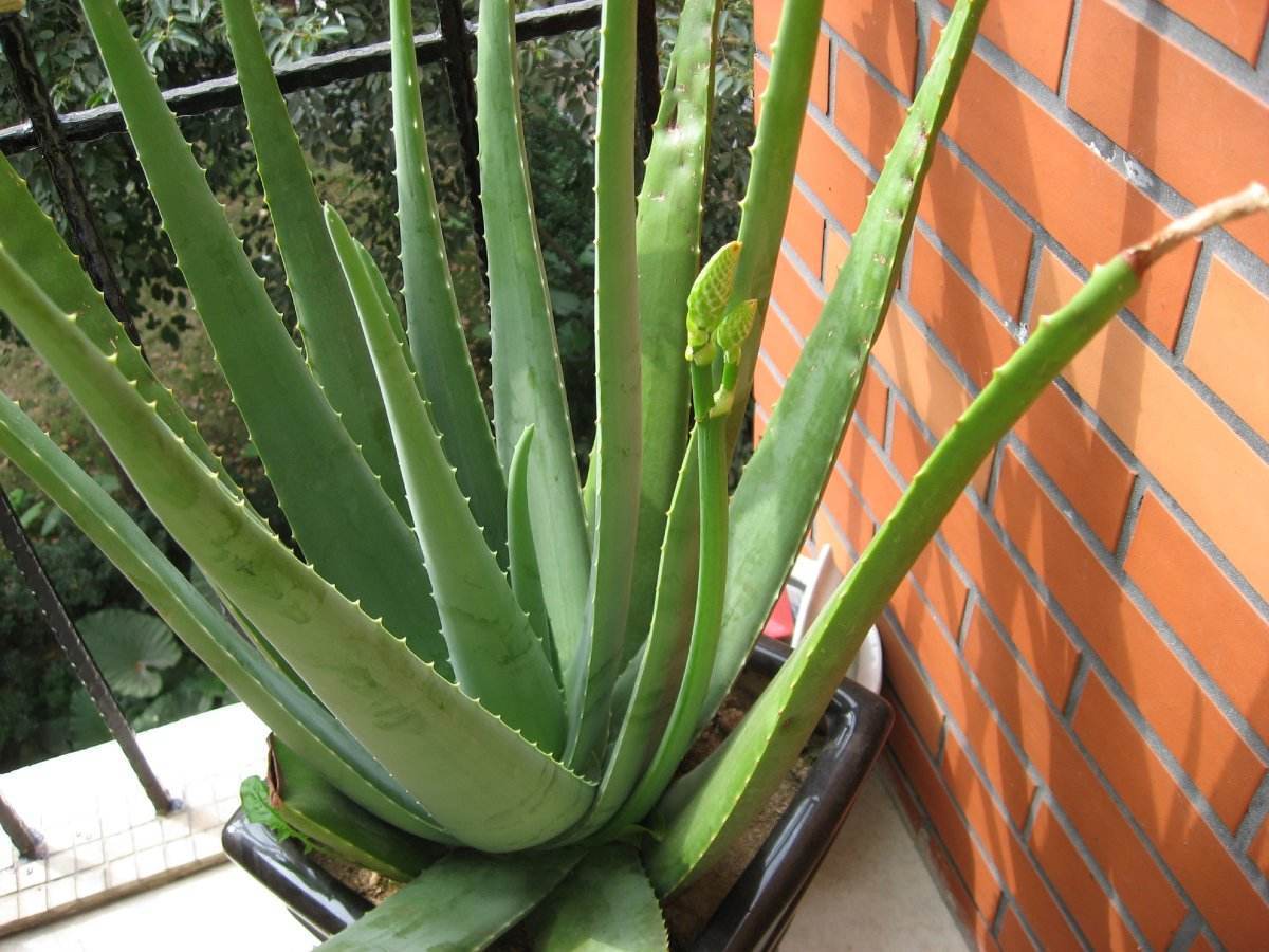 芦荟养护用什么肥料好,芦荟要开花了上什么肥料好