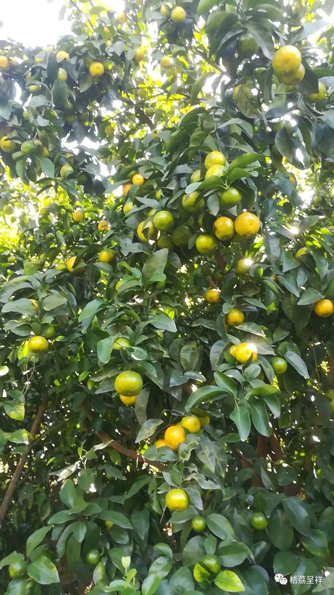 今年柑桔春季管理,柑桔种植全年管理计划