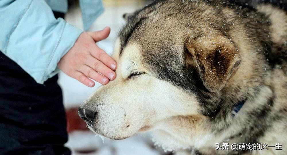 狗狗会对狗粮过敏症状,狗狗会对什么过敏