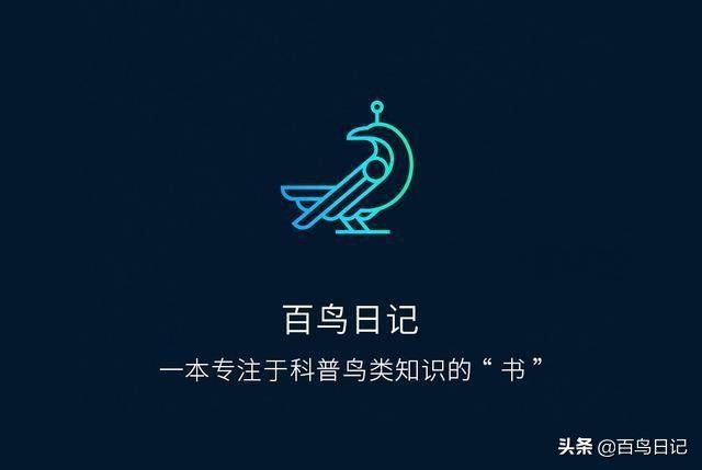 第五十三课：养鸟太麻烦？这5种低价宠物鸟可能更适合你