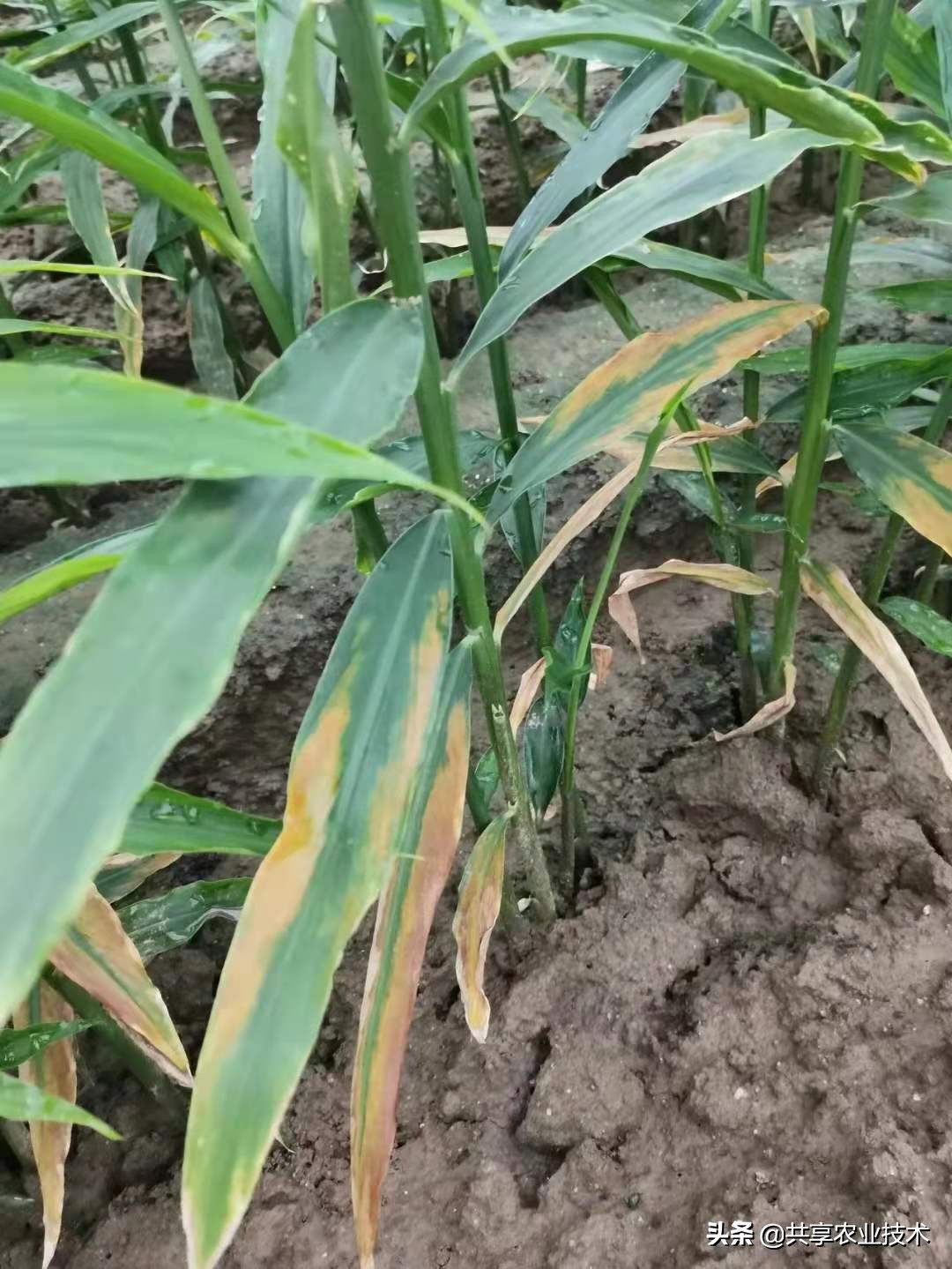 大姜大培土晚了,大姜顶部烂叶怎样防治
