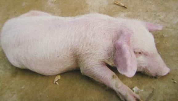 猪无法站立除了链球菌还有以下几种病因，应该如何治疗？