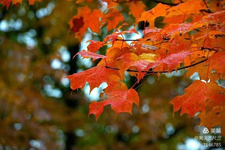 鍖楃編鏋儏閽荤煶姗℃湪,鍖楃編鏋儏鐏攨
